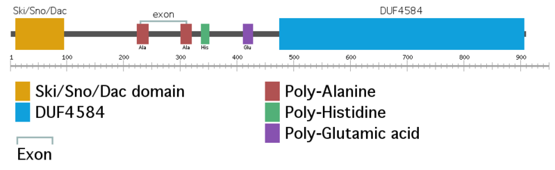 File:Skida1 gene diagram.png