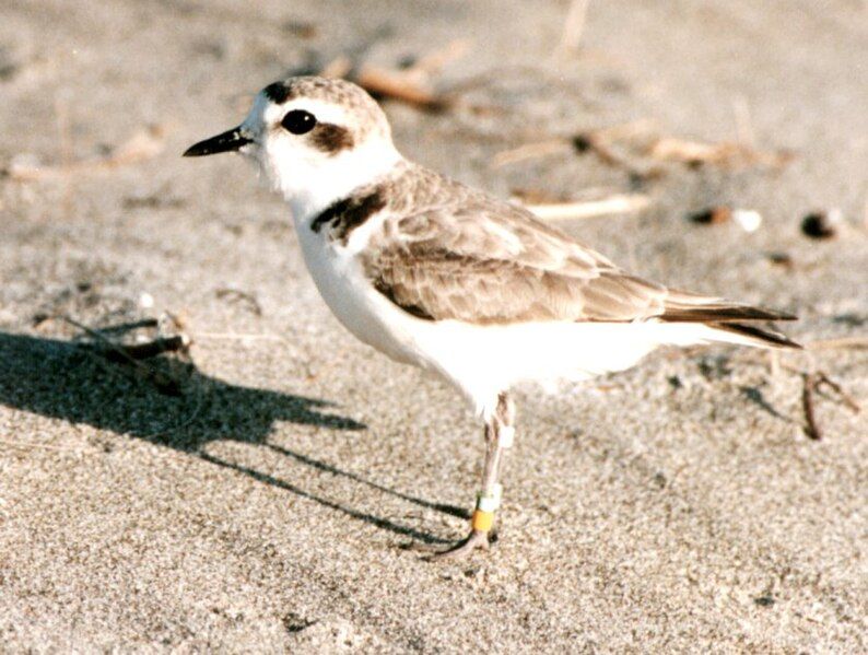 File:Snowy plover.jpg