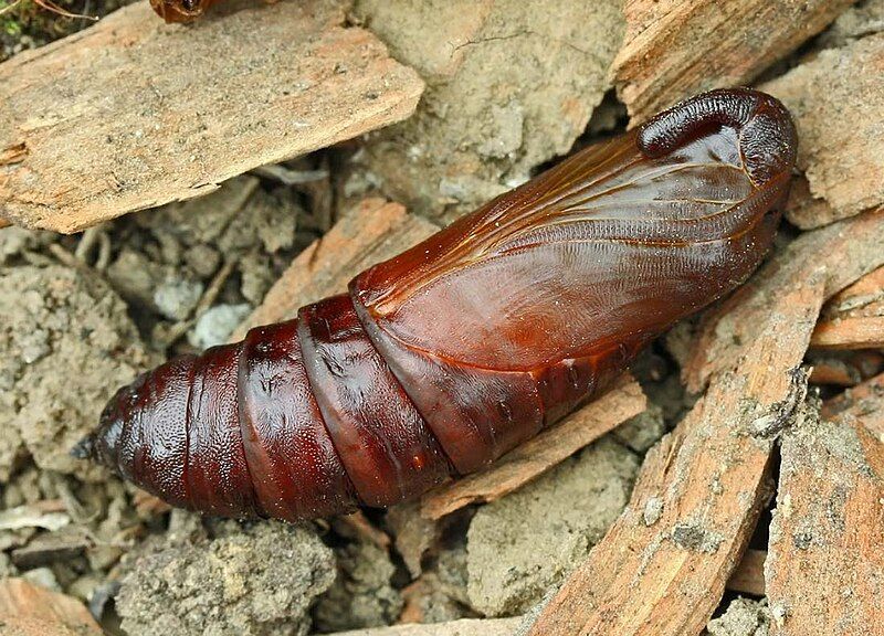 File:Sphinx ligustri pupating3.jpg