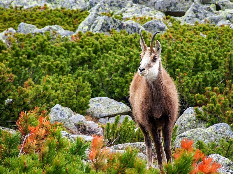 File:Tatra Chamois.jpg