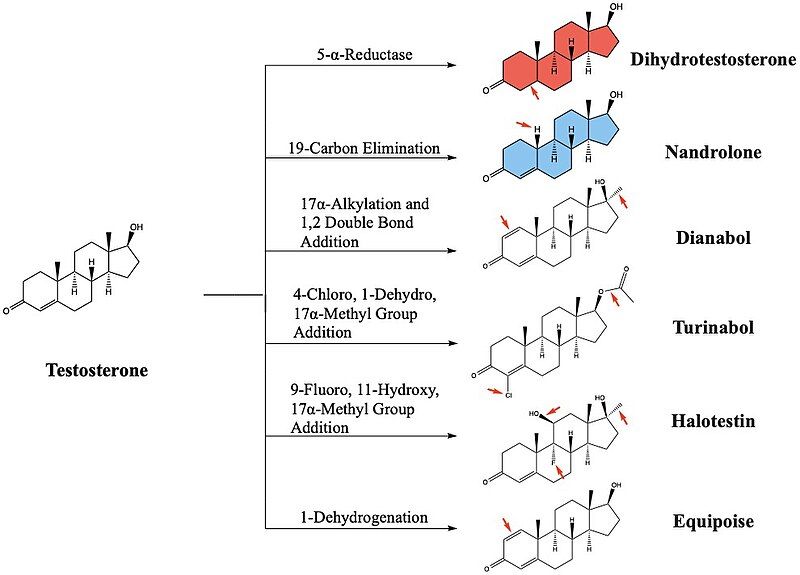 File:Testosterone Derivatives.jpg