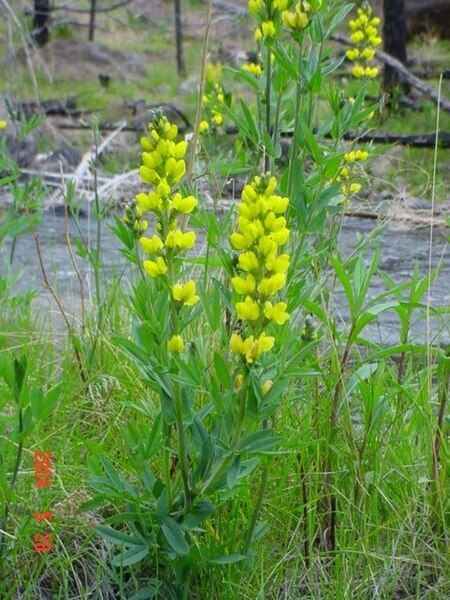 File:Thermopsis montana.jpg