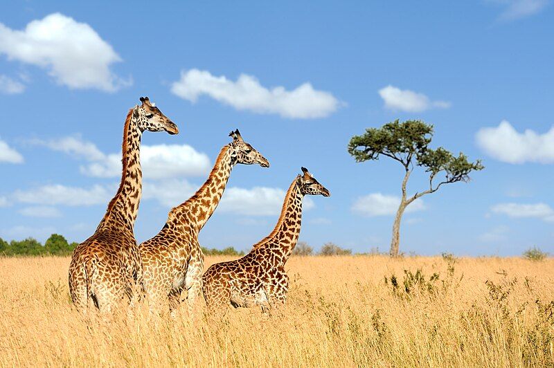 File:Three giraffes 01.jpg