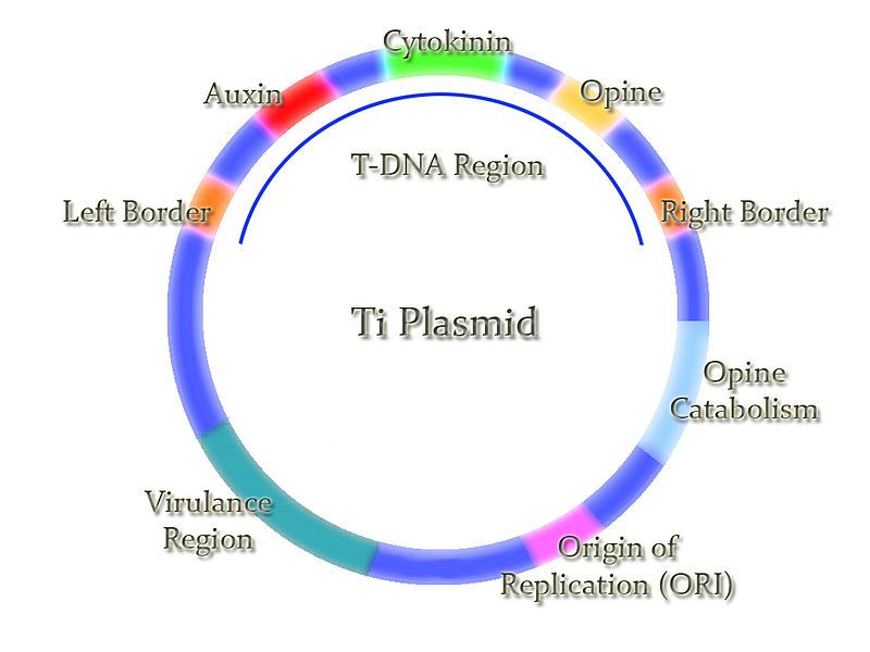 File:Ti Plasmid.jpg