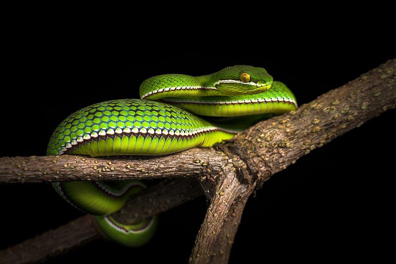 File:Trimeresurus-albolabris-white-lipped-pit-viper-juvenile-male-kaeng-krachan-national-park.jpg