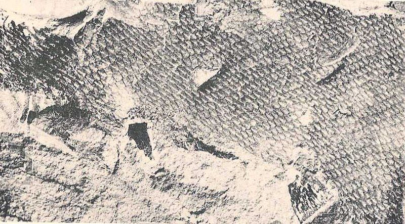 File:Tylosaurus skin.jpg