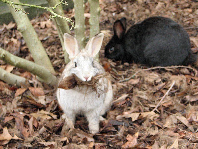 File:UVic Rabbits.jpg