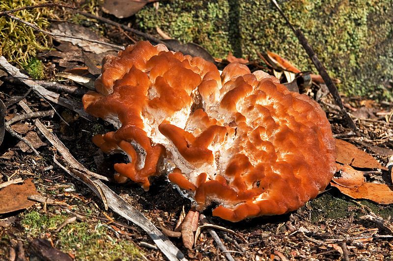 File:Unidentified Fungus 5533.jpg