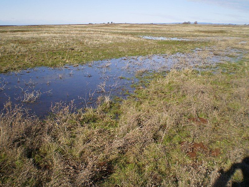 File:Vernal Pool NTMER.jpg