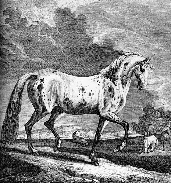 File:Viennaspottedstallion1740.jpg