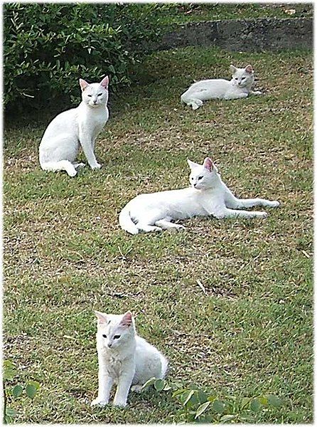 File:White-cats-02.jpg