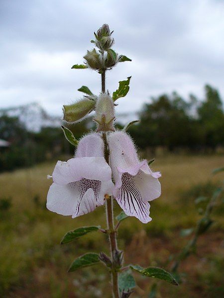 File:Whiteflowers5.jpg