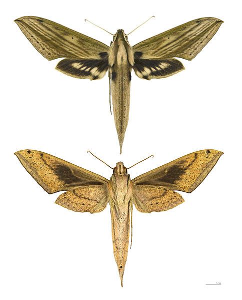 File:Xylophanes anubus MHNT.jpg