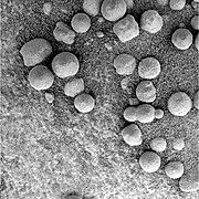 Loose hematite spherules at Eagle Crater. Spherule diameters are 3-6 mm.