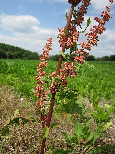 File:20130711Rumex crispus3.jpg