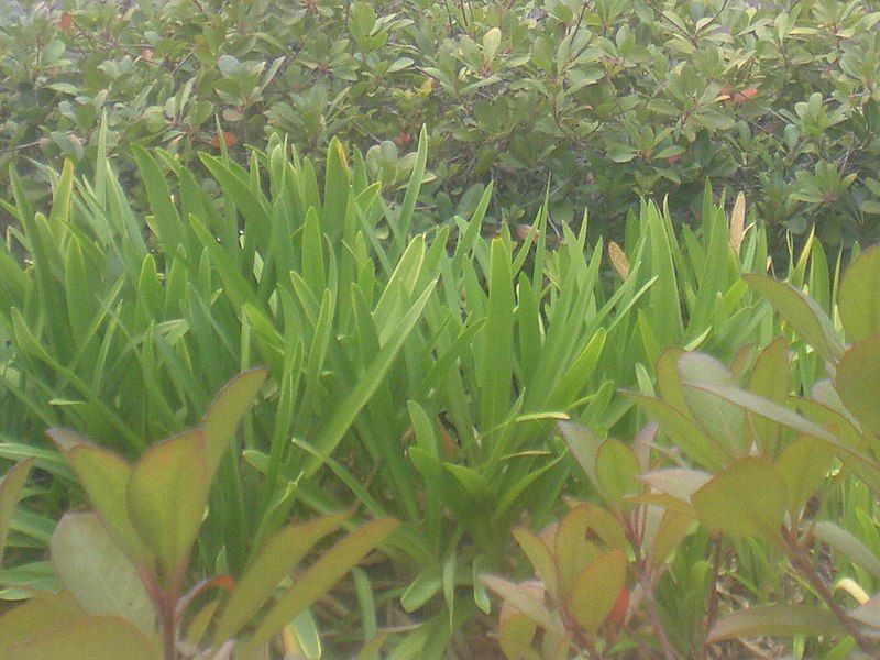 File:A few bushes.JPG