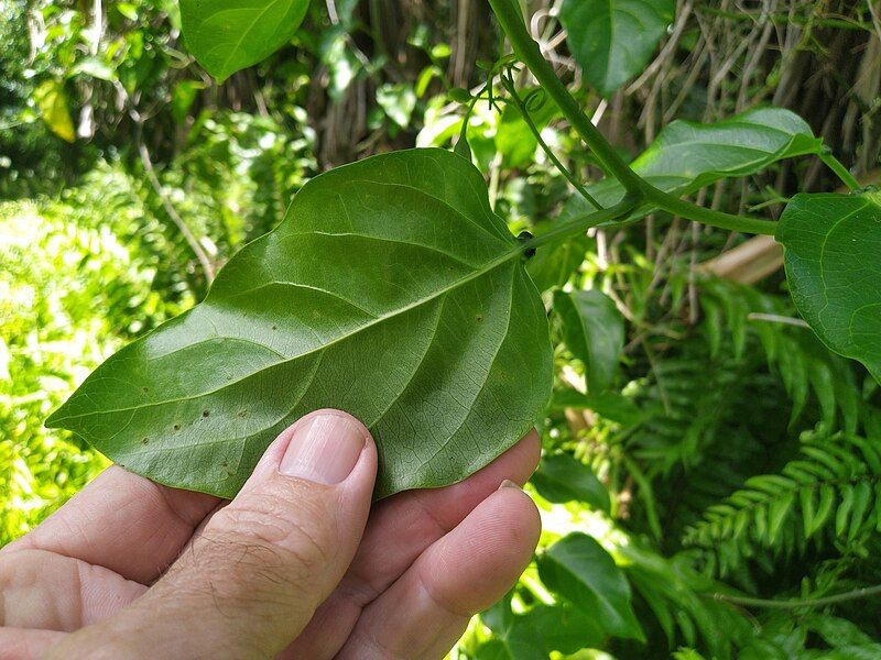 File:Adenia-heterophylla-heterophylla-SF22250-08.jpg