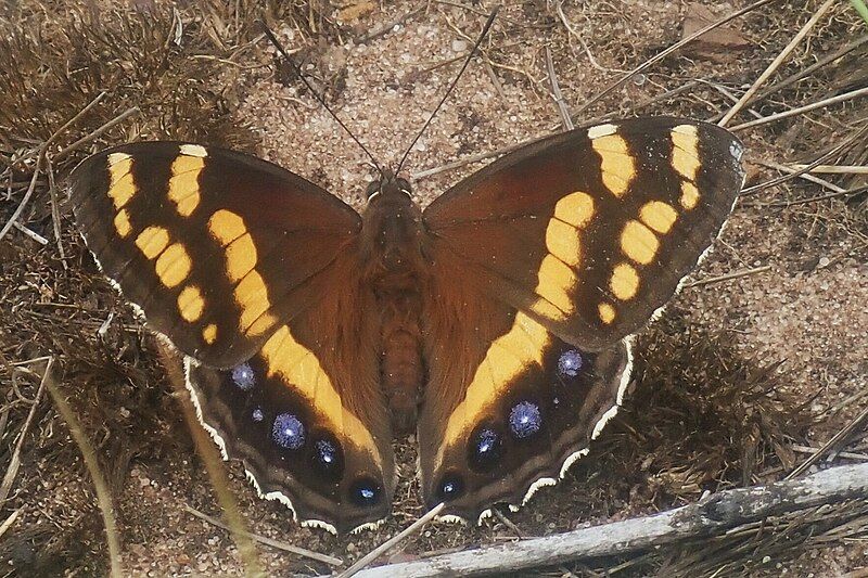 File:Aeropetes tulbaghia 238252764.jpg