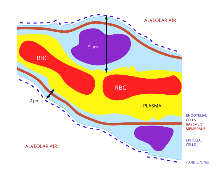 File:Alveolar Wall.svg