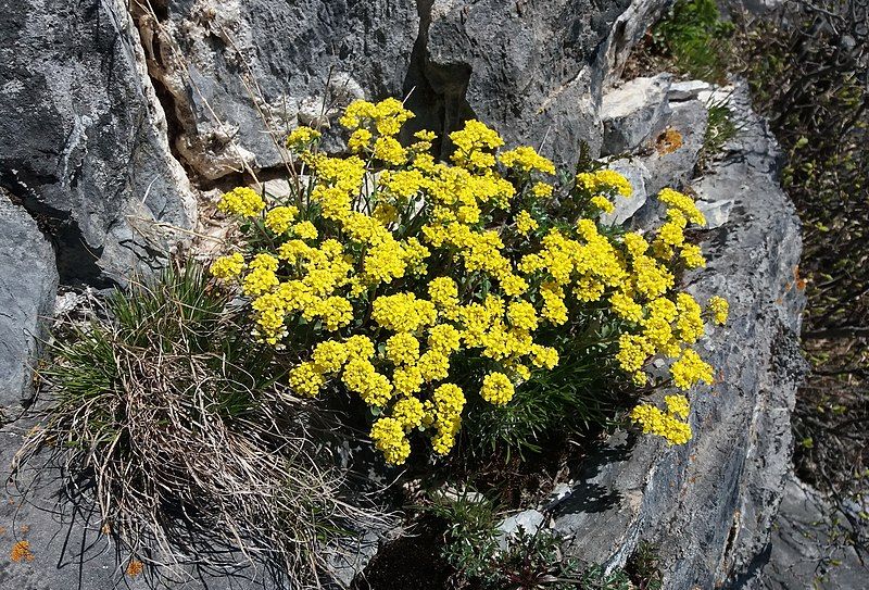 File:Alyssum obovatum 38030702.jpg