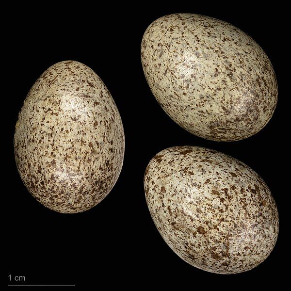 File:Anthus richardi MHNT.ZOO.2010.11.205.22.jpg