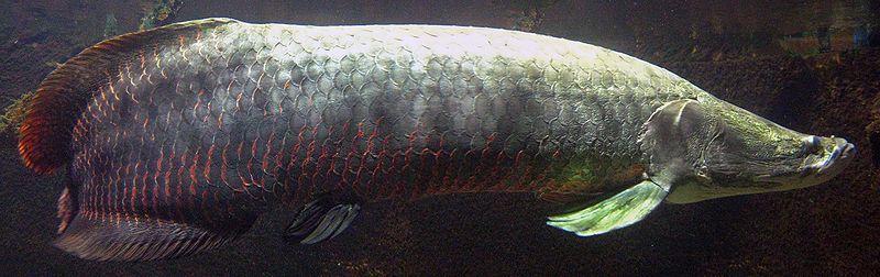 File:Arapaima-full.jpg