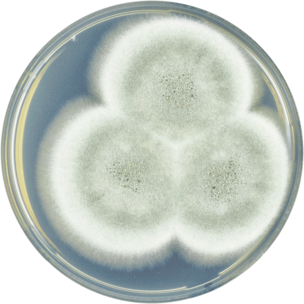 File:Aspergillus rhizopodus cya.png