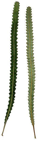 File:Banksia prionotes leaf.jpg