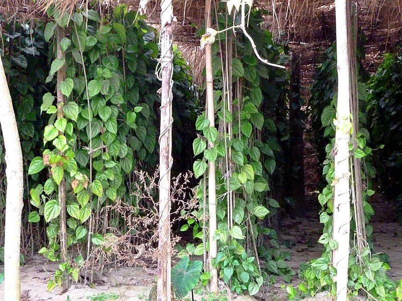 File:Betel Plant.JPG