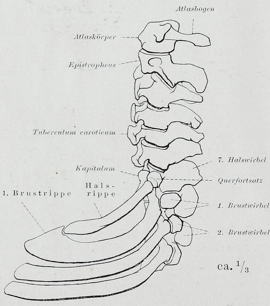 File:Braus 1921 78.png