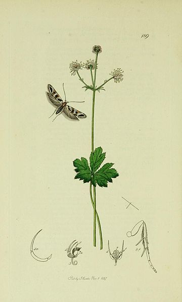 File:Britishentomologyvolume6Plate189.jpg