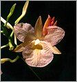 Broughtonia sanguinea - peach colored variety