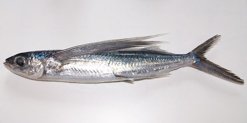 File:C.pinnatibarbatus.jpg