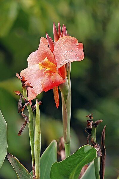 File:Canna sp.jpg