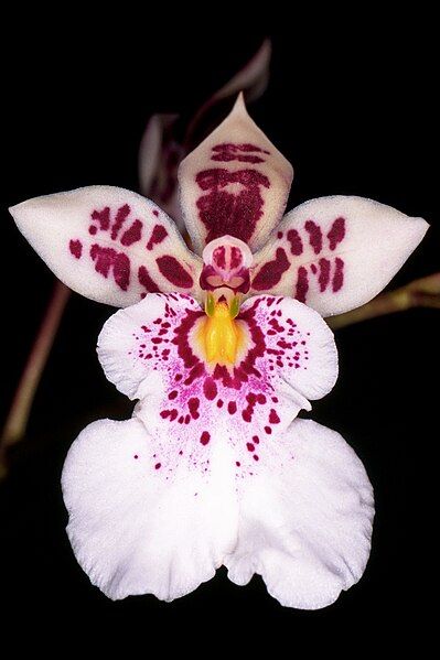 File:Caucaea phalaenopsis.jpg