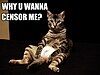 A picture of a striped cat in an apparent seated position with its legs spread, looking at the camera. In the upper left corner is the text "Why U Wanna Censor Me?" in white capital letters