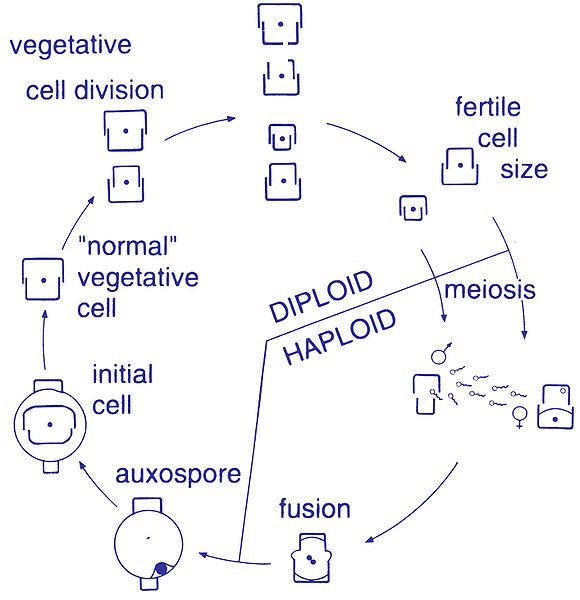 File:Centric diatom life-cycle.jpg