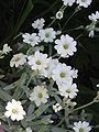 Cerastium tomentosum