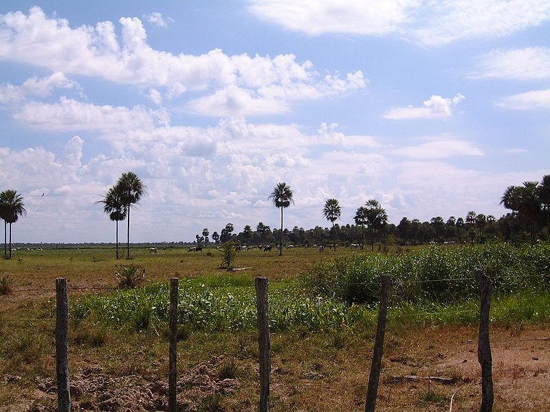 File:Chaco Paraguay cattleranch2.JPG