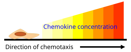 File:Chemokine concentration chemotaxis.svg