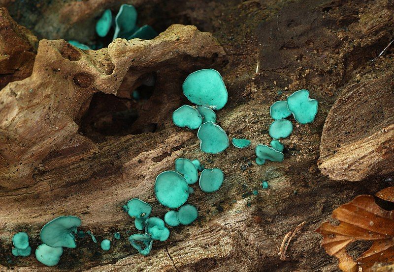 File:Chlorociboria-aeruginascens.jpg