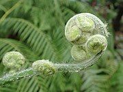 Young fiddlehead