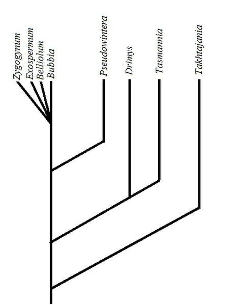 File:Cladogram Winteraceae.jpg