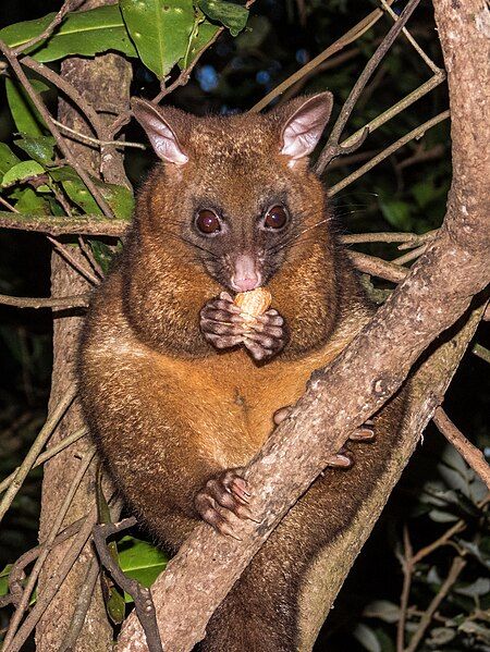 File:Coppery Brush-tailed Possum.jpg