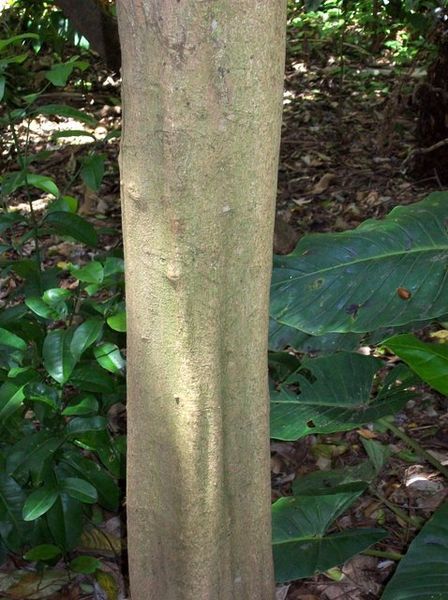 File:Cryptocarya bidwillii trunk.jpg