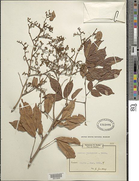 File:Dialium bipindense-NMNH-00318886.jpg