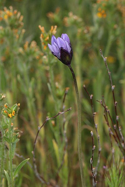 File:Dichelostemma capitatum 8063.JPG