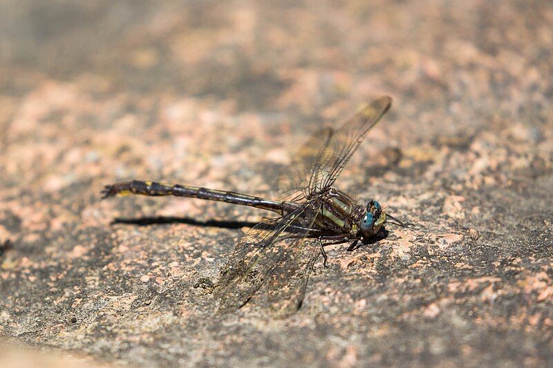 File:Dusky clubtail (27761853040).jpg