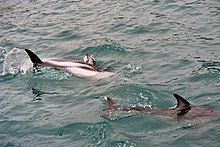 Two dolphins at the water surface