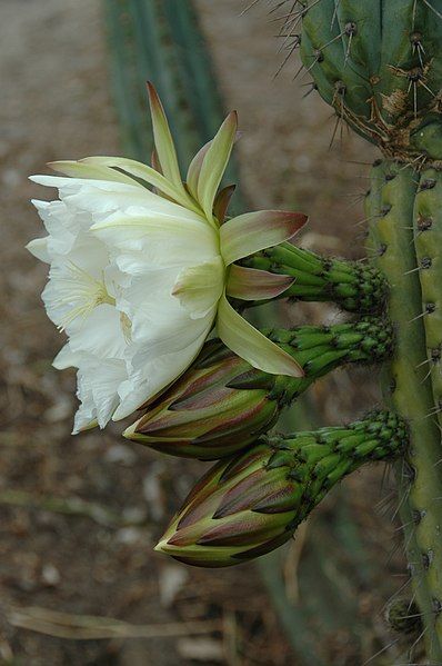 File:Echinopsis peruviana.jpg